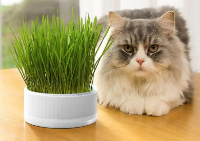 MaceCat™️ MACETERO HIERBA GATERA CULTIVO 😻🌱